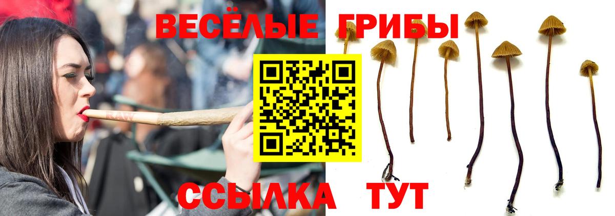 Галлюциногенные грибы MAGIC MUSHROOMS  Вход с VPN  Галлюциногенные грибы Psilocybine cubensis  Тосно 